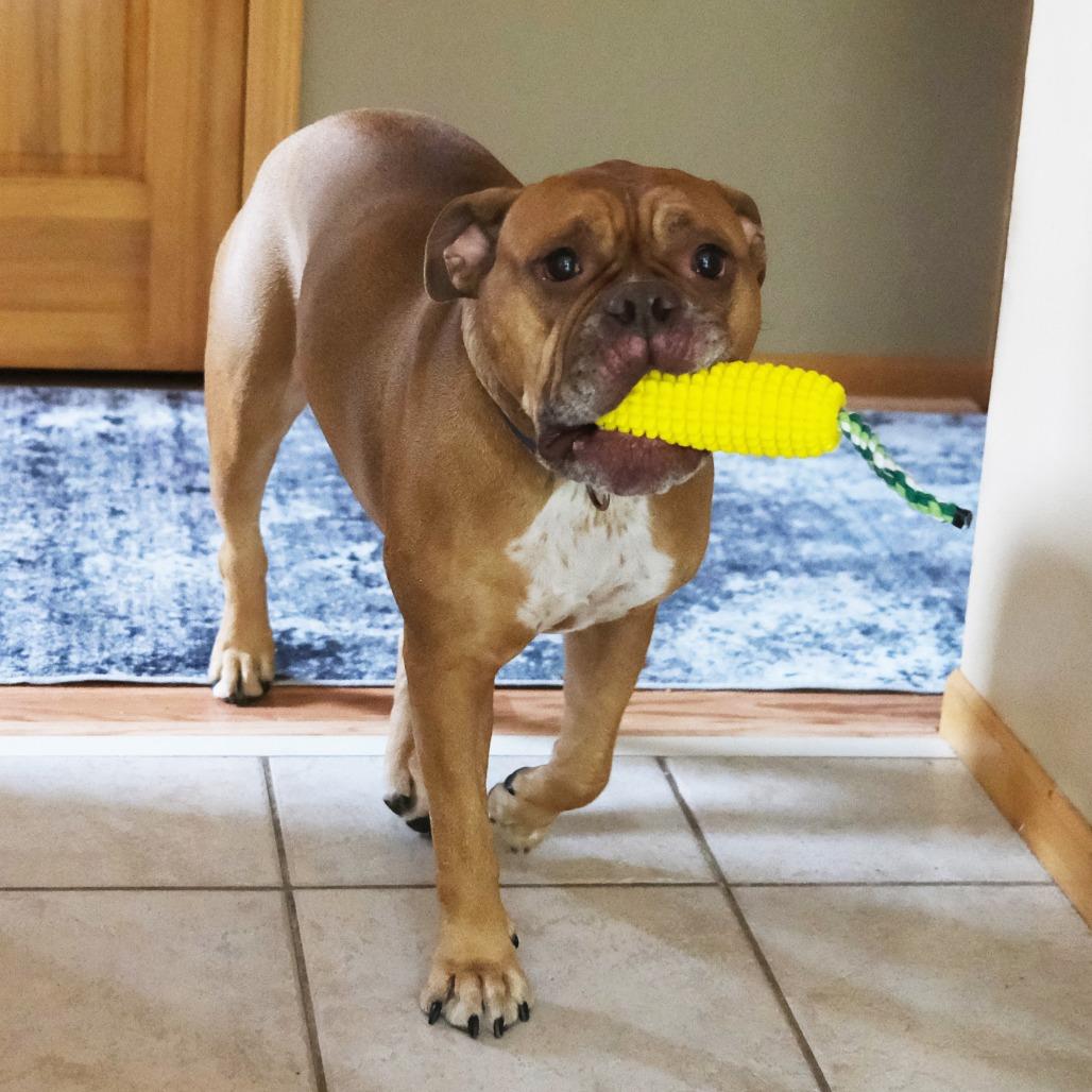 Enlarge Becky** D71057, a Adoptable English Bulldog in Minnetonka, MN image 4/6