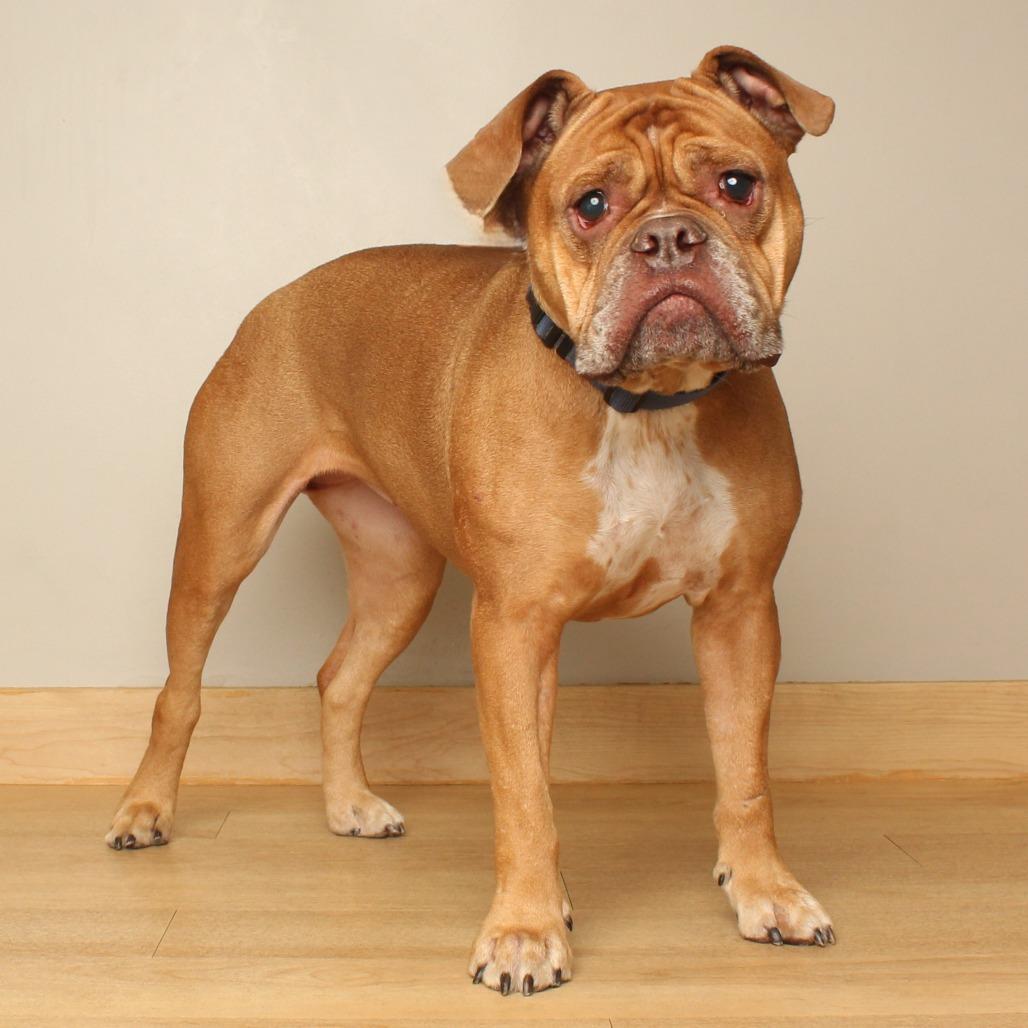 Enlarge Becky** D71057, a Adoptable English Bulldog in Minnetonka, MN image 5/6