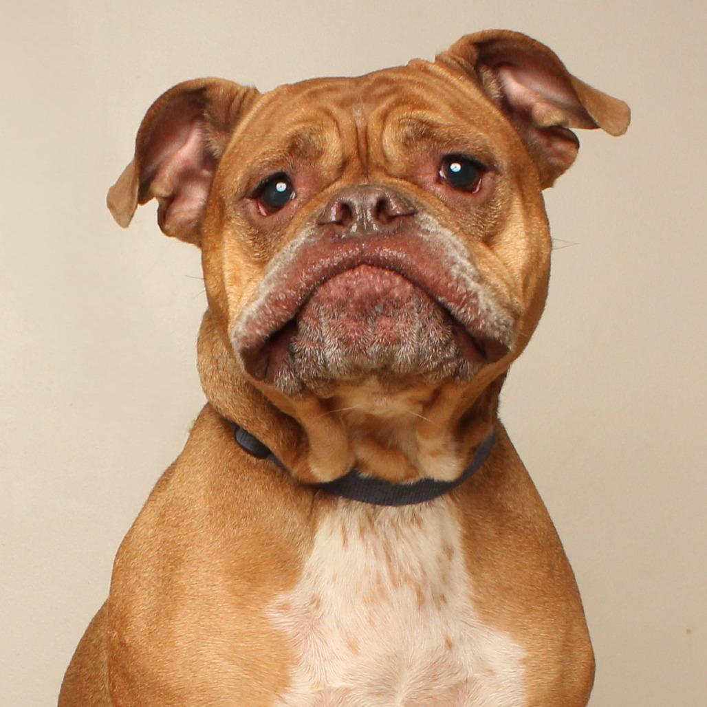 Enlarge Becky** D71057, a Adoptable English Bulldog in Minnetonka, MN image 6/6