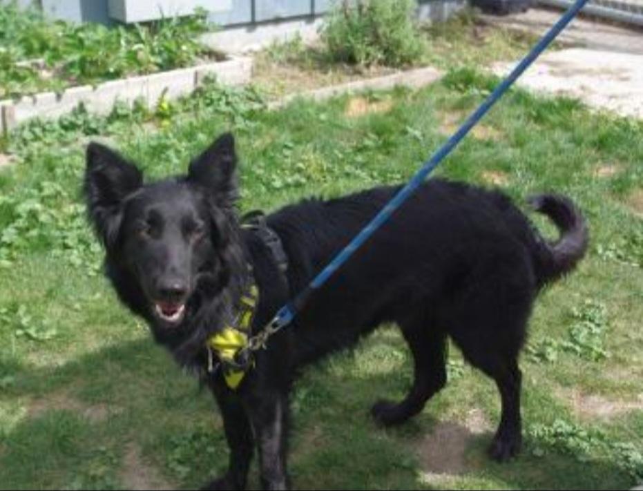 Enlarge Luna, an adopted mixed breed in Baker City, OR image 1/2