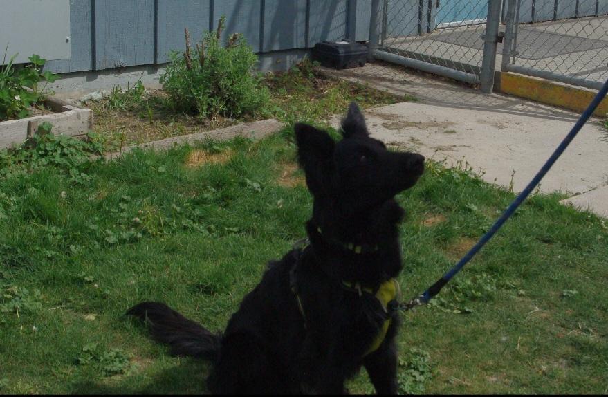 Enlarge Luna, an adopted mixed breed in Baker City, OR image 2/2