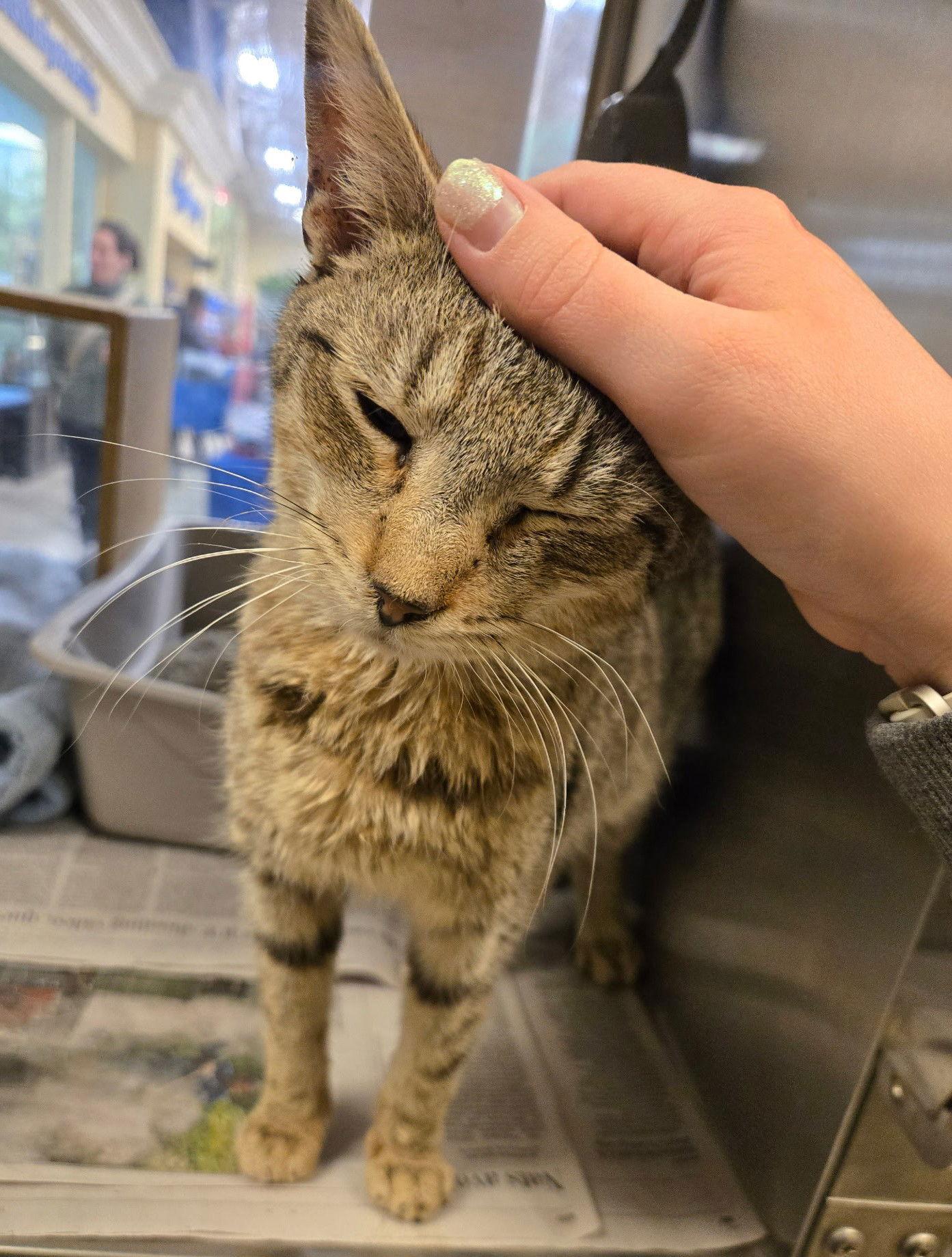 Trooper, Adopted, Adult Male Domestic Short Hair.