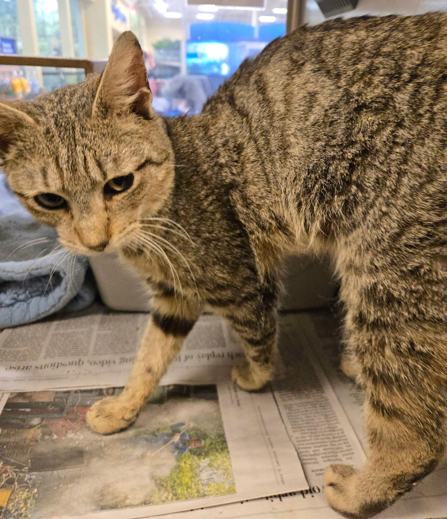 Enlarge Trooper, a Adopted Domestic Short Hair in Herndon, VA image 2/2
