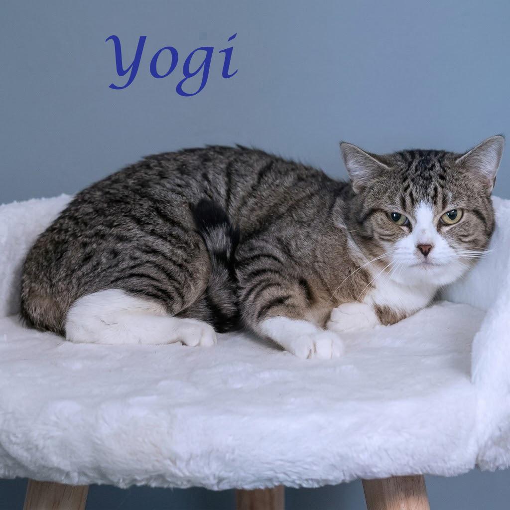 Yogi C26-125, a Adoptable Domestic Short Hair in Lebanon, TN image 1/2