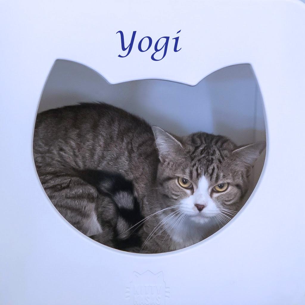Yogi C26-125, a Adoptable Domestic Short Hair in Lebanon, TN image 2/2