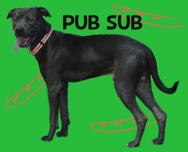 PUB SUB, Adoptable, Adult Male Labrador Retriever & Mixed Breed.