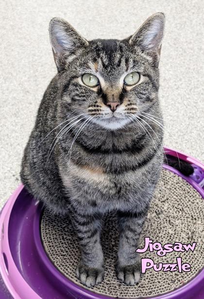 Jigsaw Puzzle, Adoptable, Adult Female Domestic Short Hair & Domestic Short Hair.