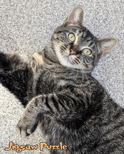 Enlarge Jigsaw Puzzle, a Adoptable mixed breed in Mason, MI image 2/3