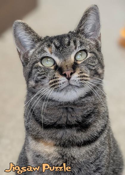 Enlarge Jigsaw Puzzle, a Adoptable mixed breed in Mason, MI image 3/3