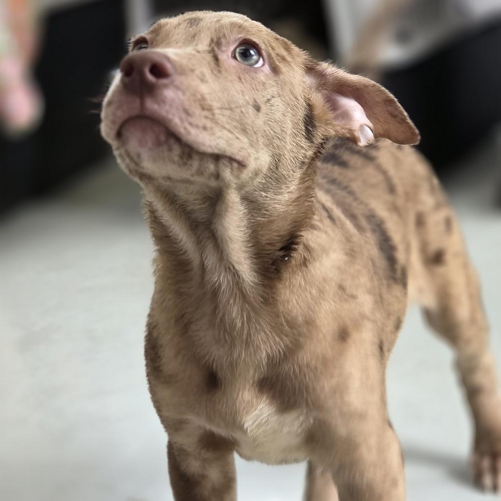 Enlarge Bruno, a Adoptable mixed breed in Pittsford, VT image 2/2