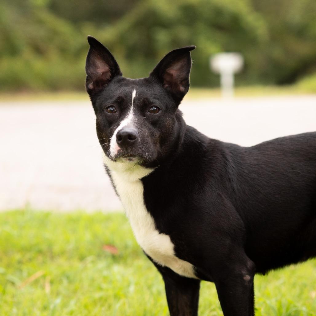 Sissy, Adoptable, Adult Female Labrador Retriever.
