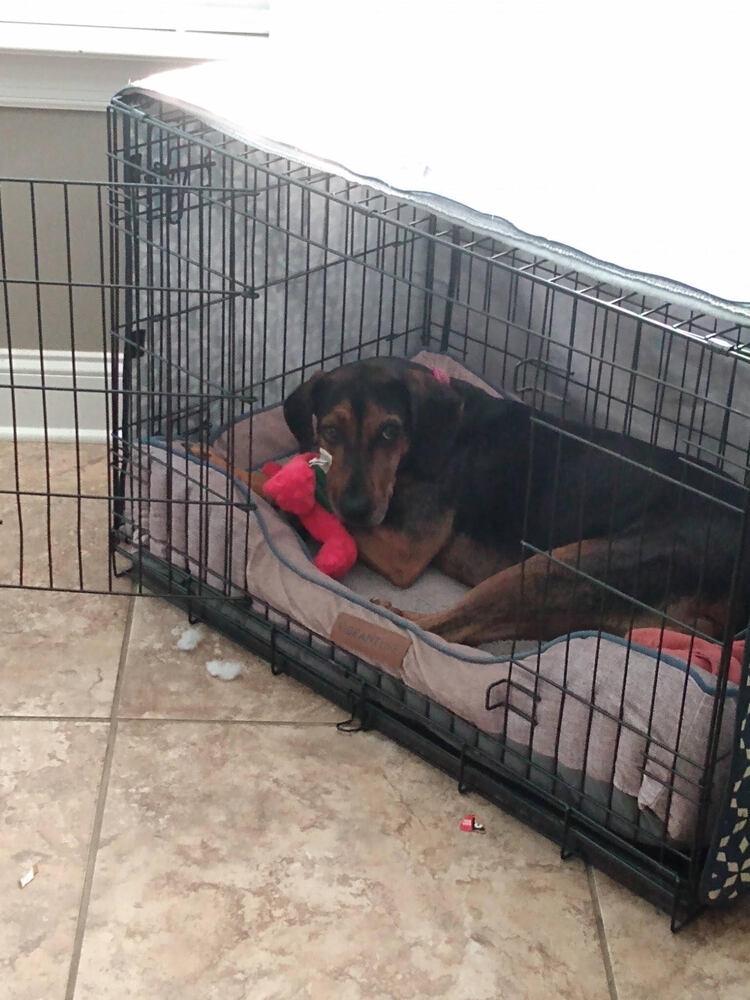 Shiloh, Adoptable, Adult Female Coonhound.