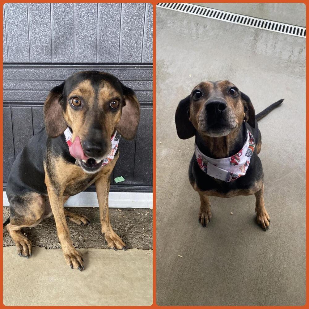 Shiloh, a Adoptable Coonhound in Chattanooga, TN image 2/3