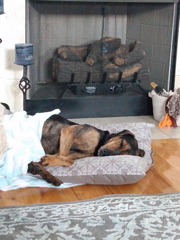 Shiloh, a Adoptable Coonhound in Chattanooga, TN image 3/3