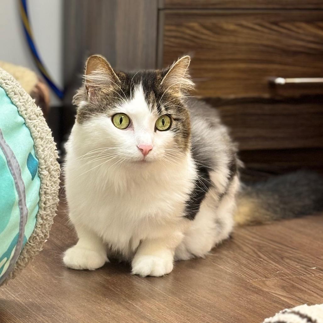 Ophelia, a Adoptable Domestic Long Hair in Nashville, IN image 1/6