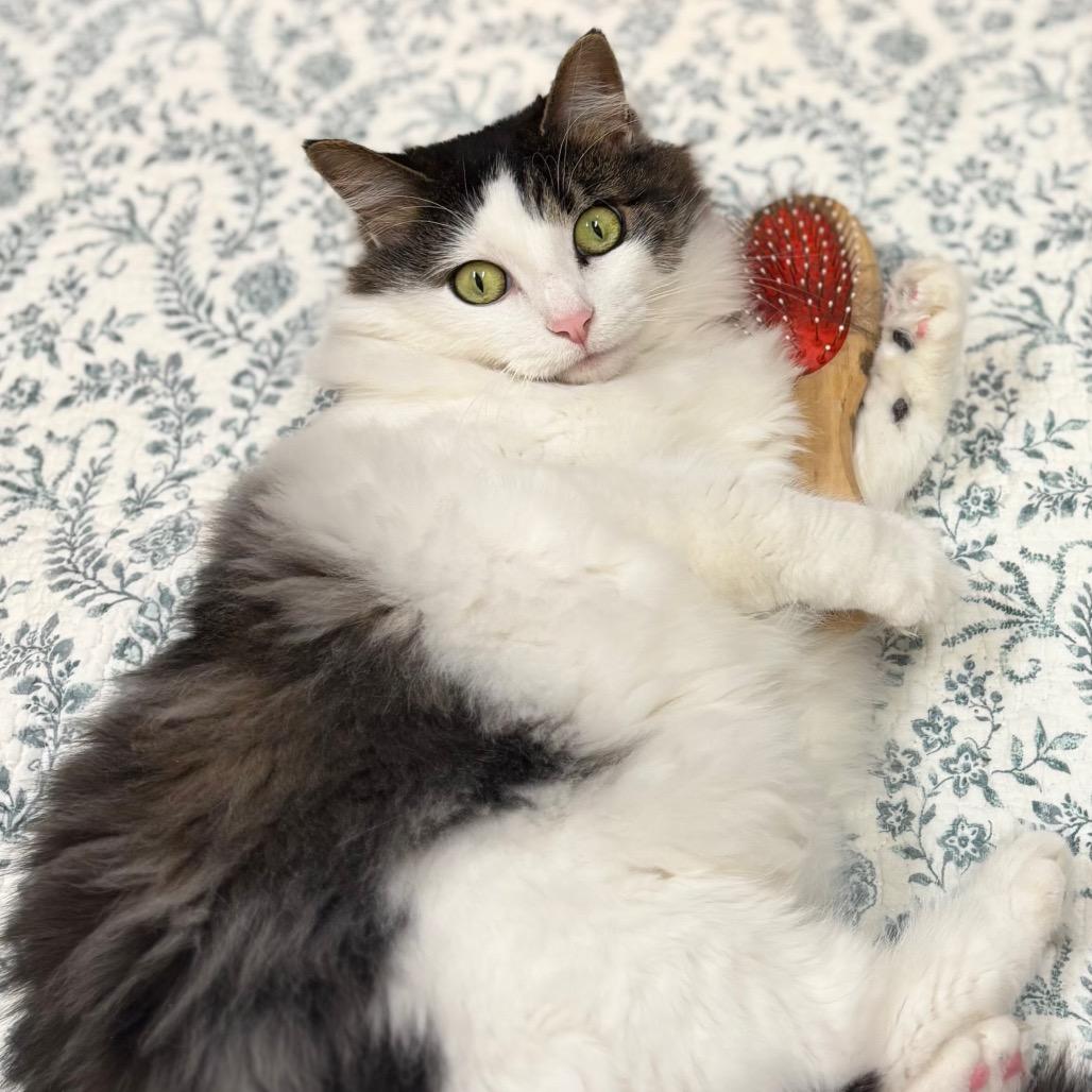 Ophelia, Adoptable, Adult Female Domestic Long Hair.