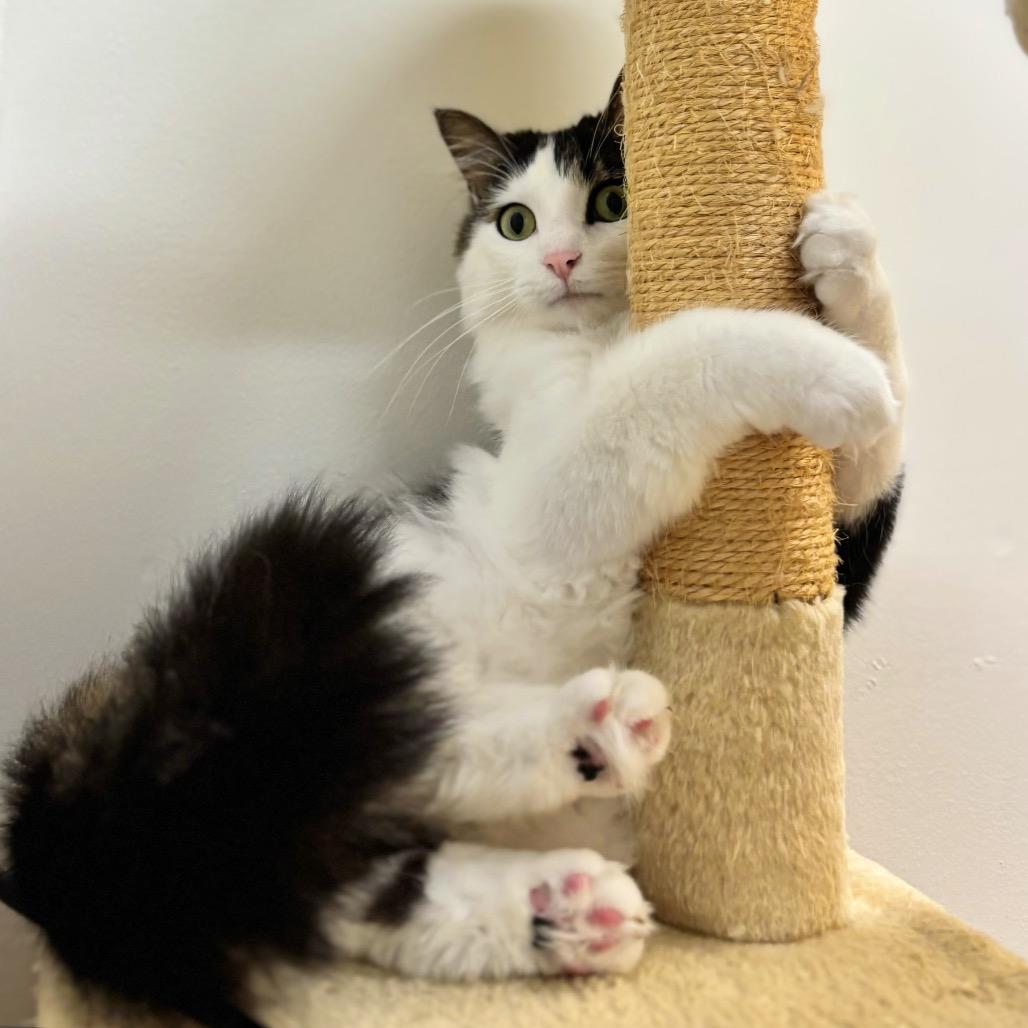 Ophelia, Adoptable, Adult Female Domestic Long Hair.