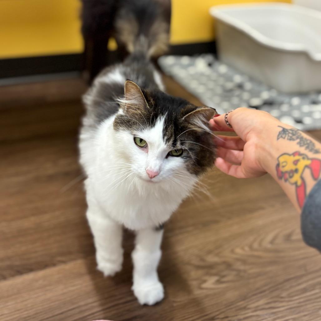 Ophelia, a Adoptable Domestic Long Hair in Nashville, IN image 2/6