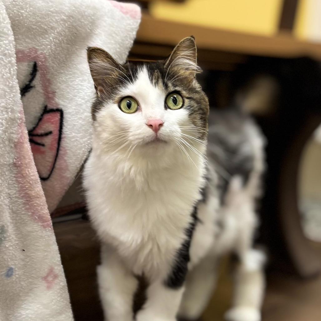 Ophelia, a Adoptable Domestic Long Hair in Nashville, IN image 3/6