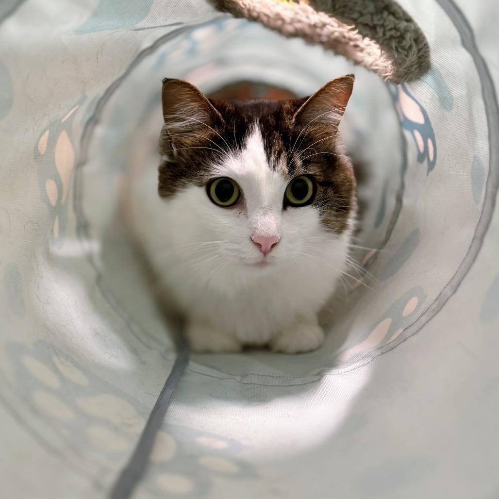Enlarge Ophelia, a Adoptable Domestic Long Hair in Nashville, IN image 3/5