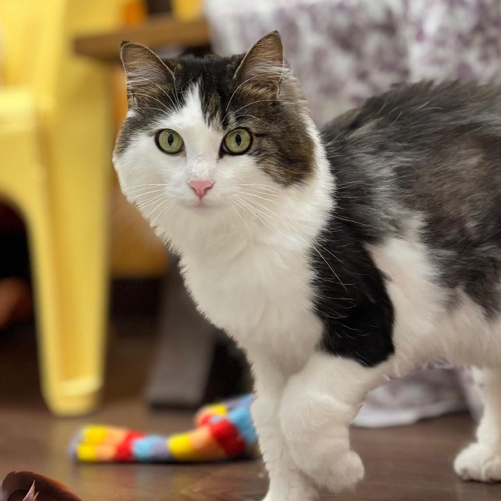 Ophelia, a Adoptable Domestic Long Hair in Nashville, IN image 4/6