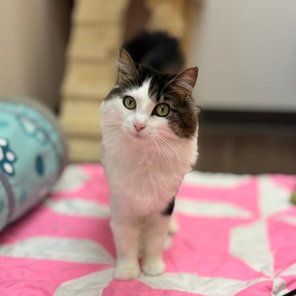 Ophelia, a Adoptable Domestic Long Hair in Nashville, IN image 5/6