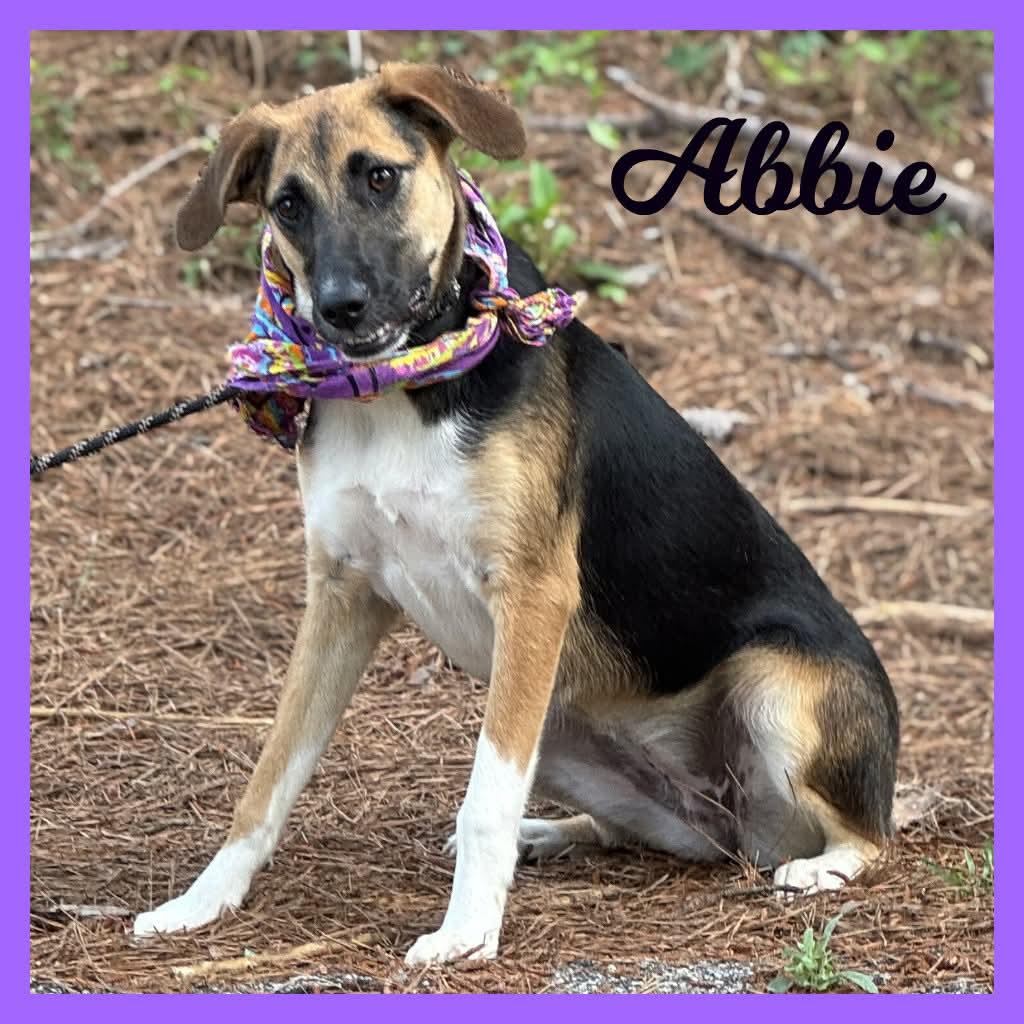 Enlarge Addie, a ADOPTABLE Mixed Breed in Sumter, SC image 1/1