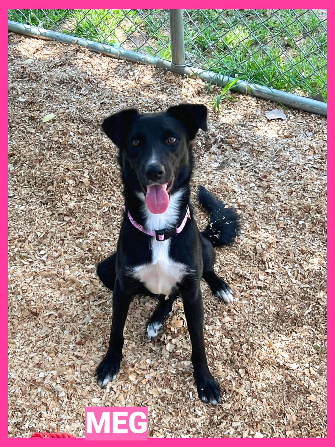 Meg, ADOPTABLE, Young Female Dachshund & Terrier.