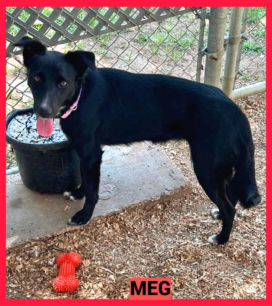 Enlarge Meg, a ADOPTABLE mixed breed in Granbury, TX image 2/2