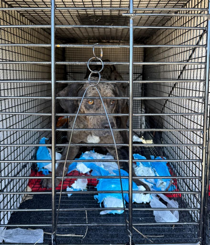 Genesis, Adoptable, Adult Female Mixed Breed.