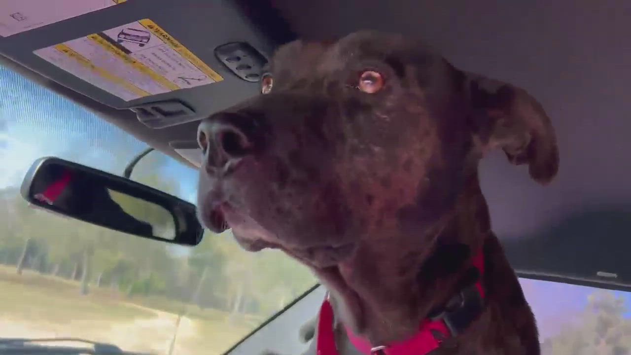 Enlarge MELVIN, a Adopted mixed breed in Dunn Loring, VA video 6/11