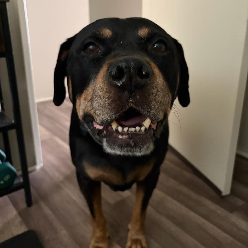 Buddy, Adoptable, Senior Male Rottweiler.
