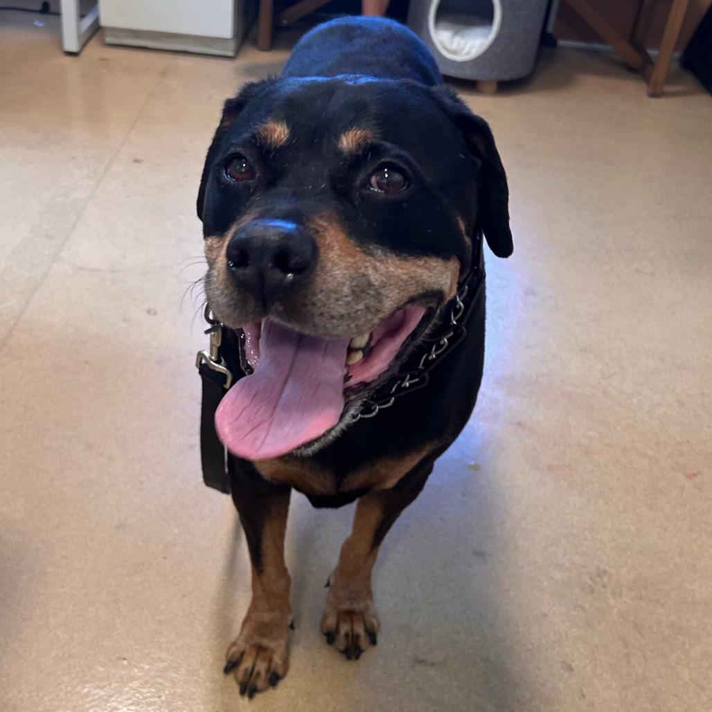 Enlarge Buddy, a Adoptable Rottweiler in Pasadena, CA image 2/2