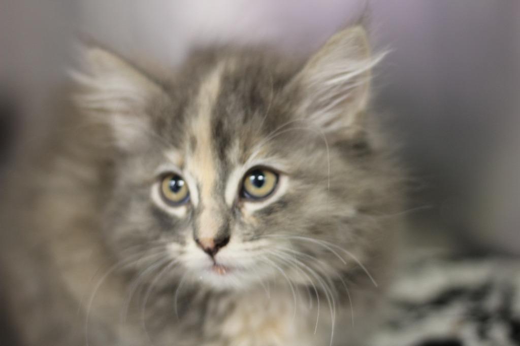 Enlarge Alexa, a Adoptable mixed breed in Rockford, IL image 1/1