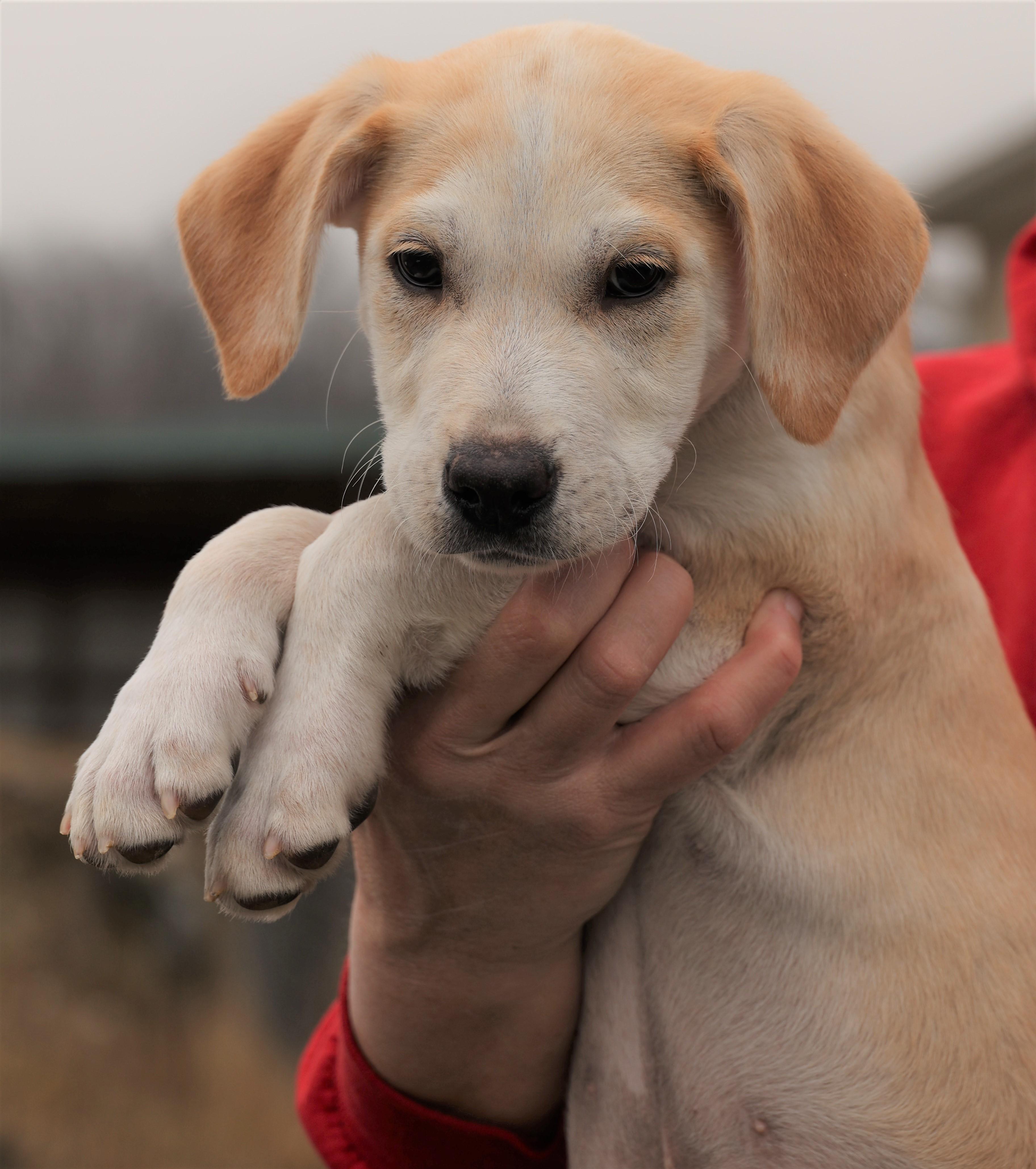 2026Jagger, an adopted mixed breed in Frederick, MD image 4/6