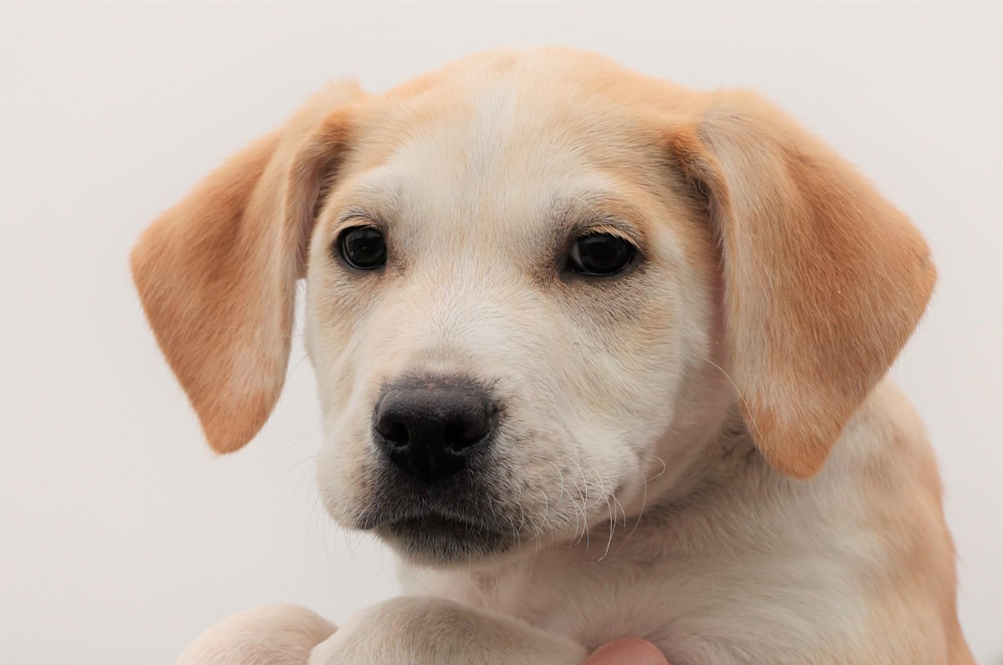 Jagger-Available 2/21@Petsmart! www.lhar.dog to apply! , adoptable, Puppy Male Labrador Retriever & Hound.