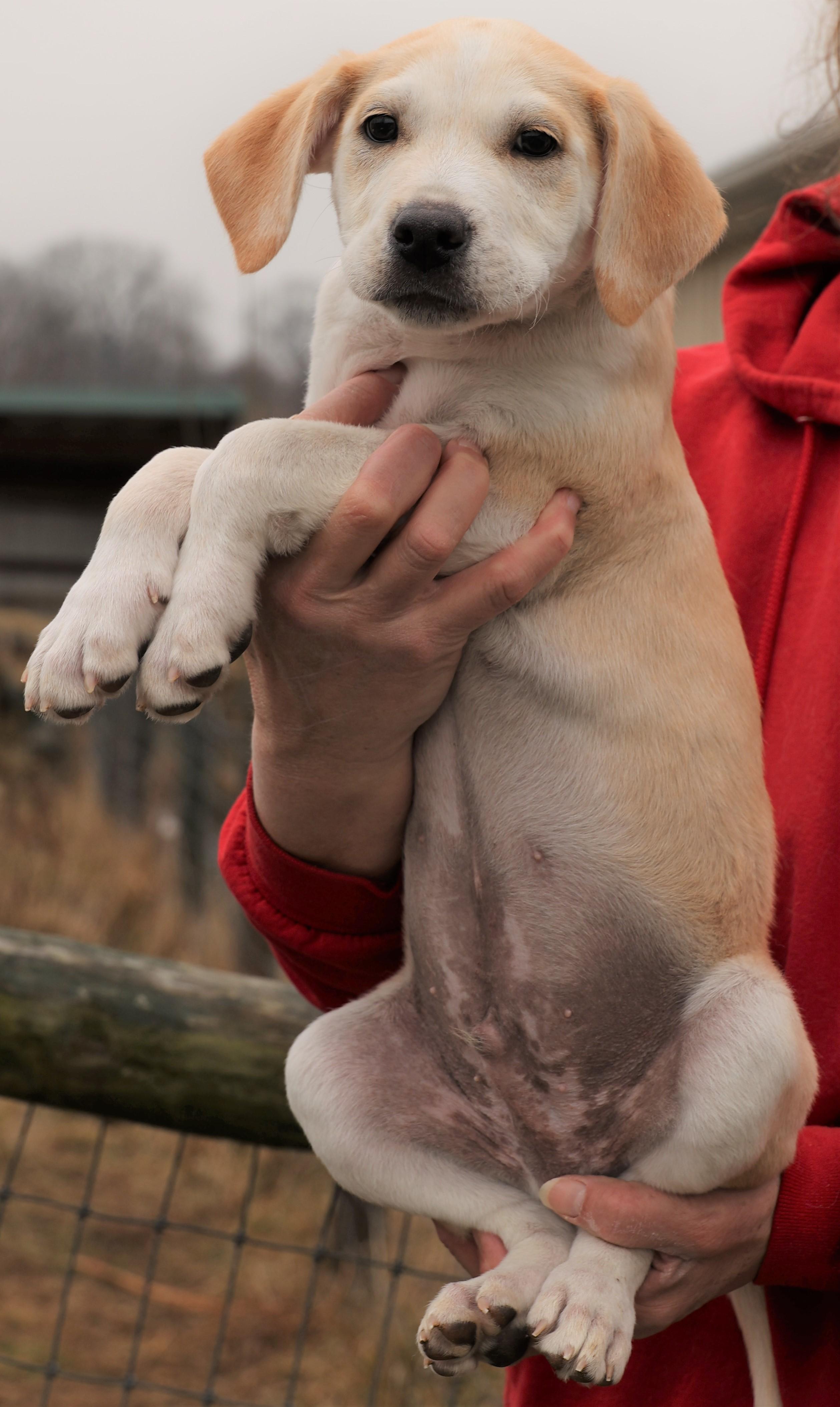 2026Jagger, an adopted mixed breed in Frederick, MD image 3/6
