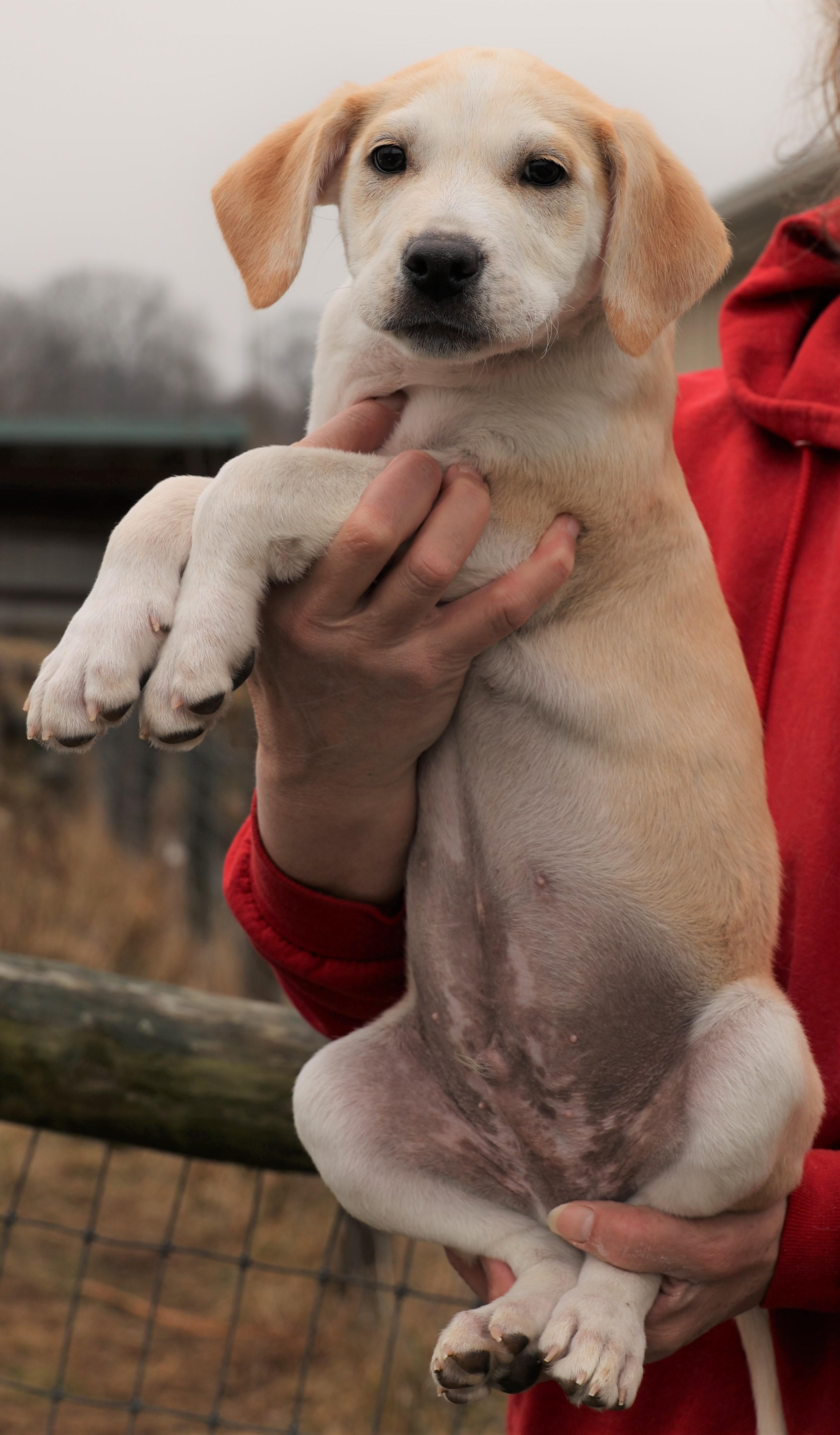 2026Jagger, an adopted mixed breed in Frederick, MD image 5/6