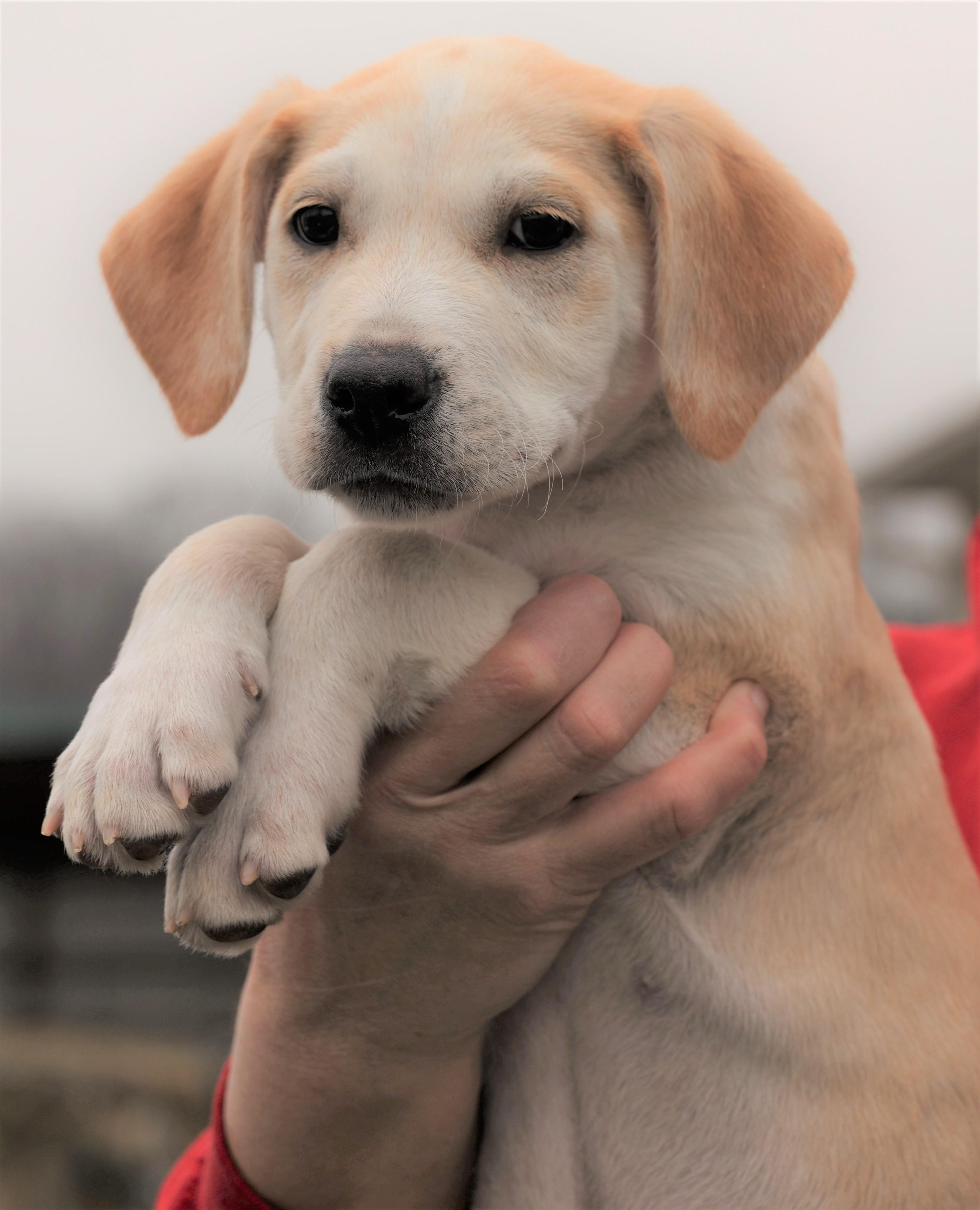 2026Jagger, an adopted mixed breed in Frederick, MD image 2/6