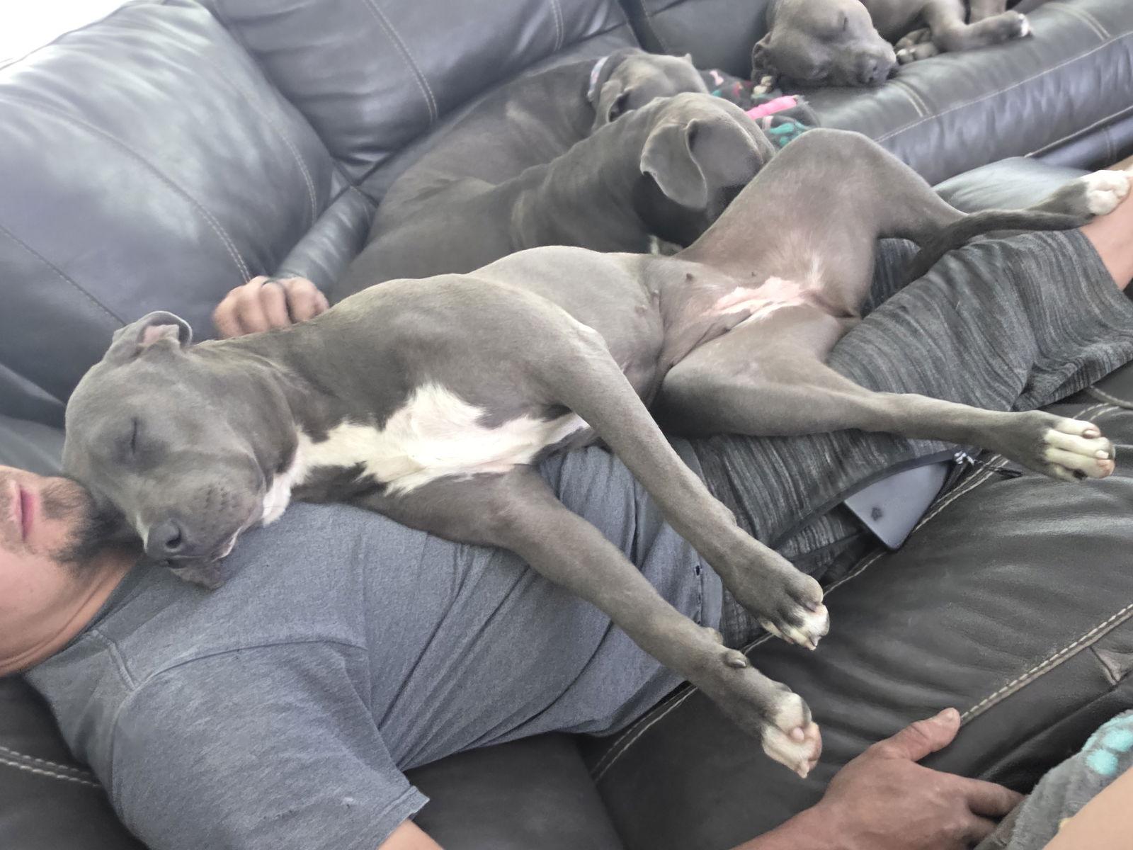 Miss, a Adopted Pit Bull Terrier in Midway, UT image 1/3