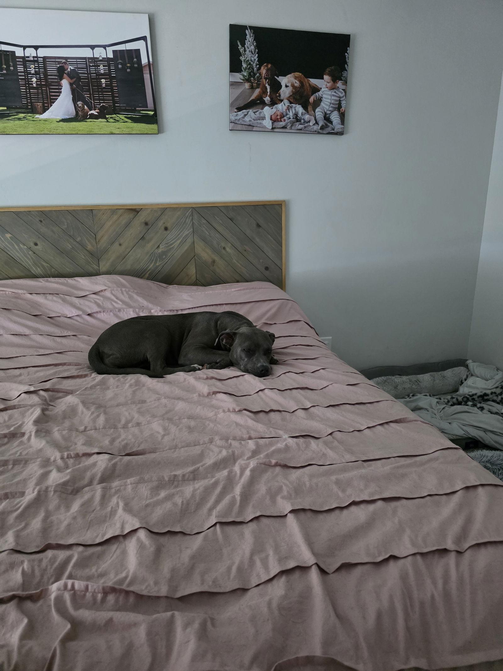 Miss, a Adopted Pit Bull Terrier in Midway, UT image 2/3