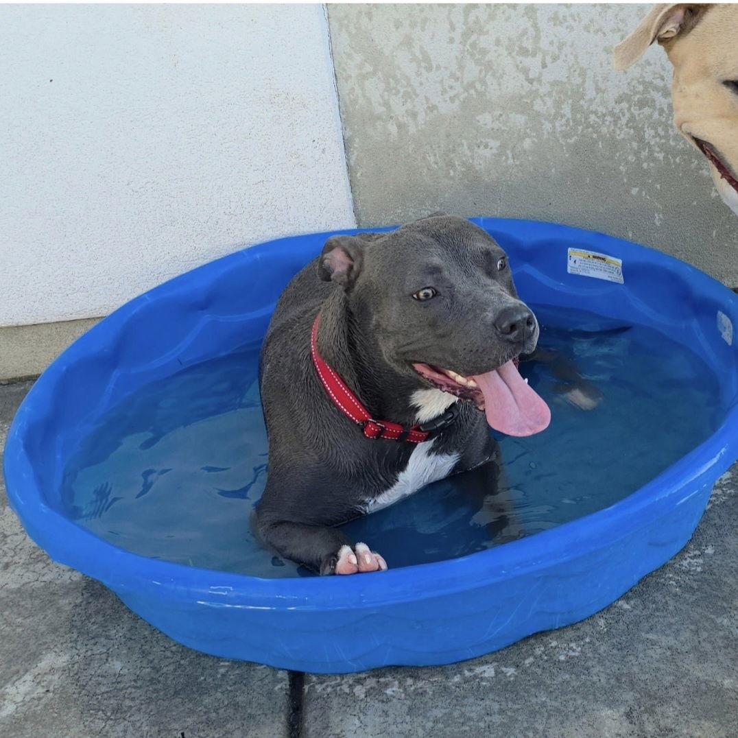 Miss, a Adopted Pit Bull Terrier in Midway, UT image 3/3