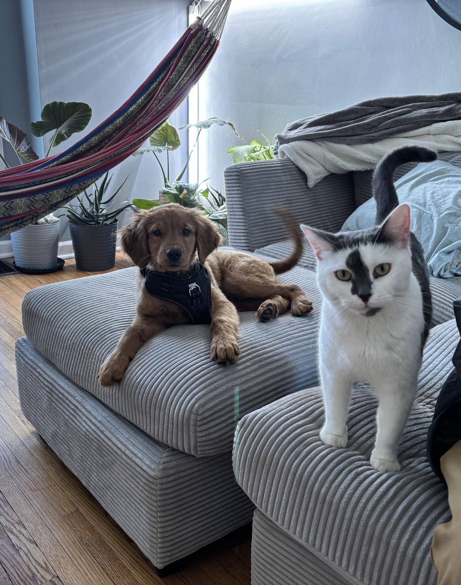 Stefan, a Adoptable Domestic Short Hair in Tonawanda, NY image 1/3