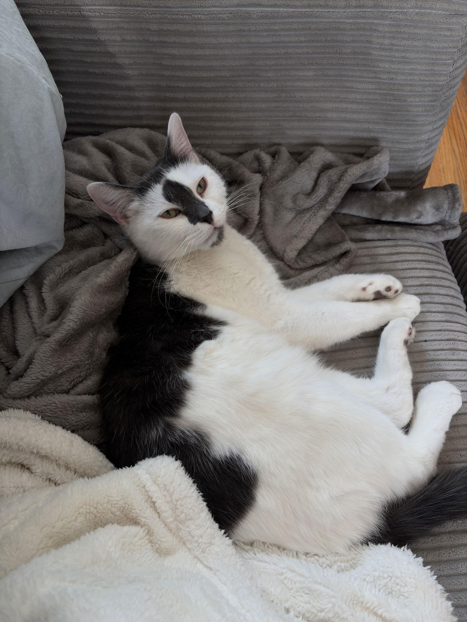 Stefan, a Adoptable Domestic Short Hair in Tonawanda, NY image 2/3