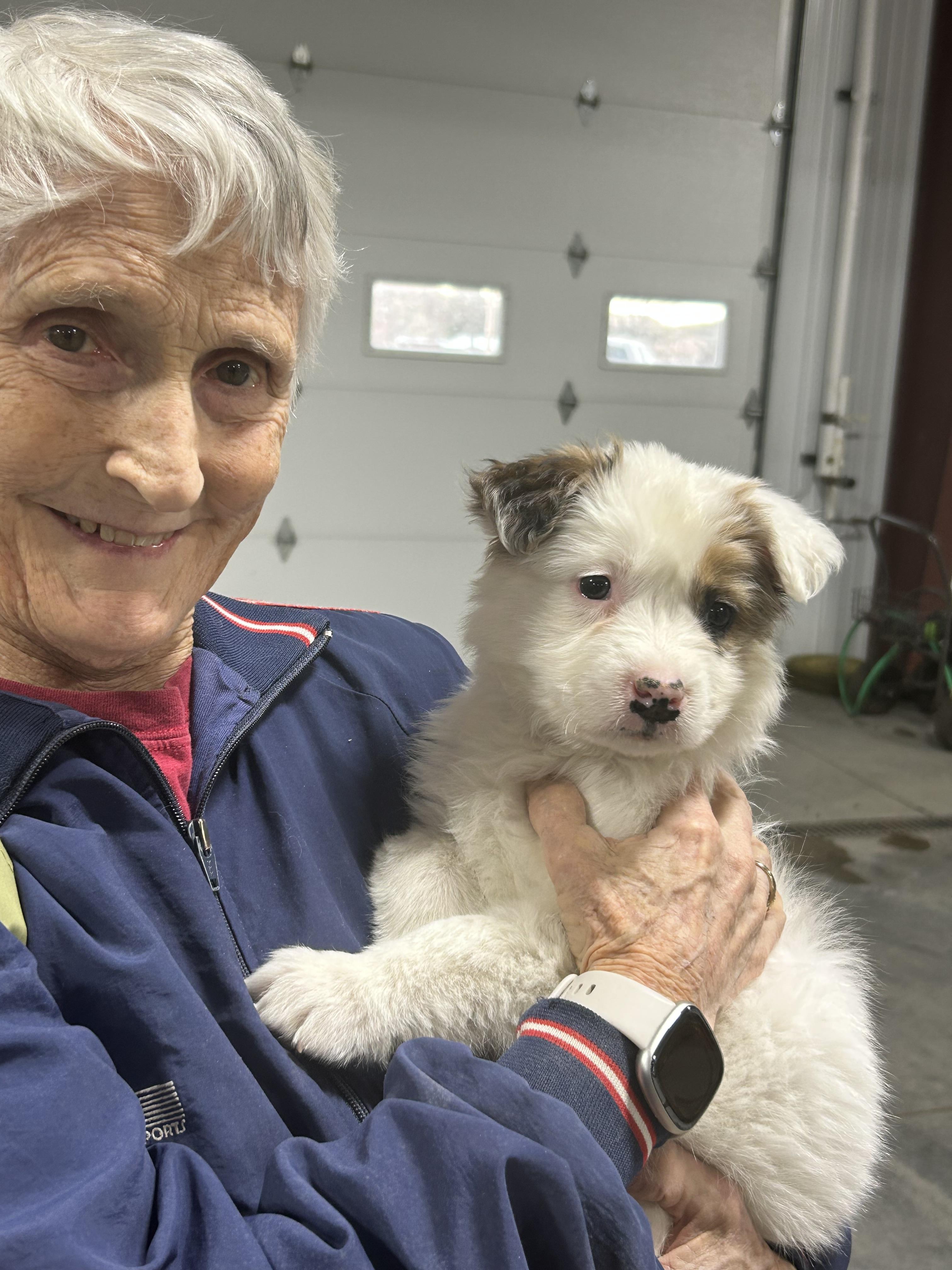 Enlarge Punky, a Adopted Australian Cattle Dog / Blue Heeler in Hardin, MT image 1/1