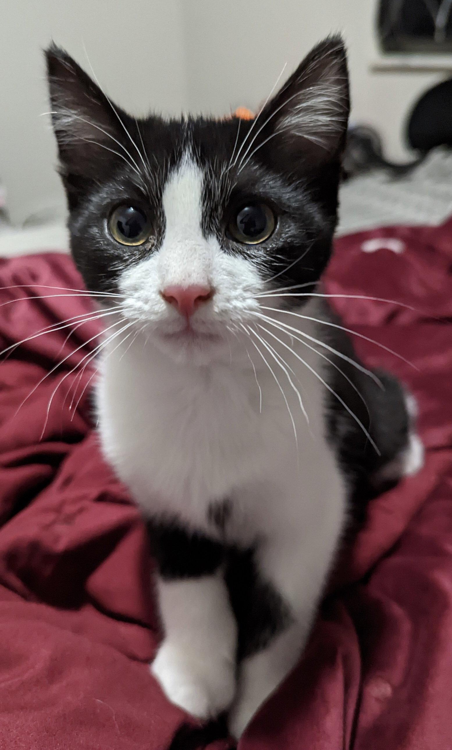 Quartz- Must Apply In Person, Adoptable, Adult Male Tuxedo & Domestic Short Hair.