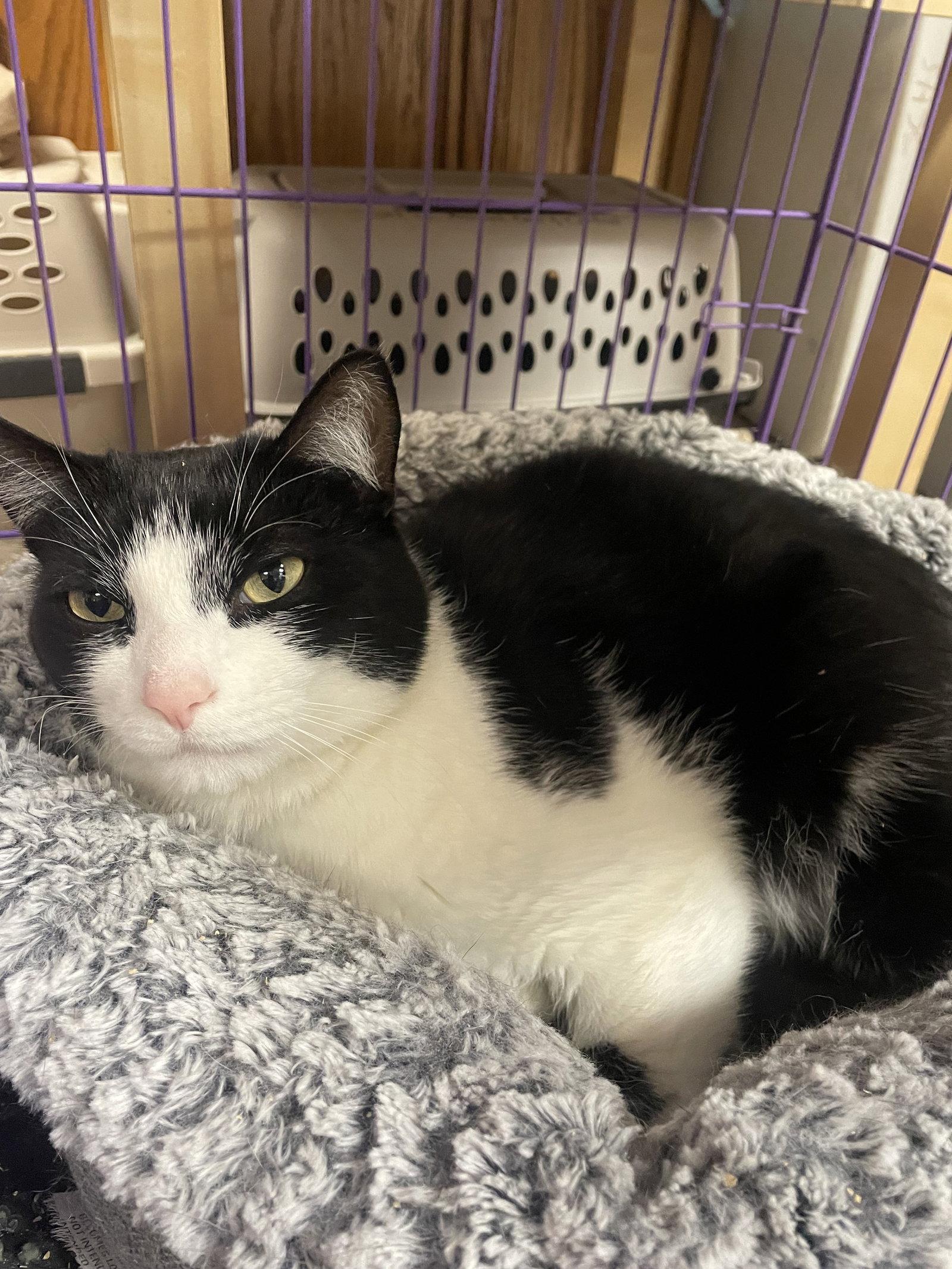 Quartz- Must Apply In Person, a Adoptable mixed breed in Georgetown, KY image 2/3