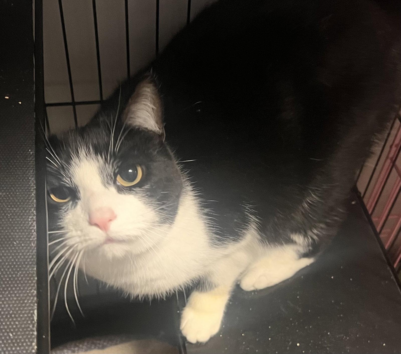 Quartz- Must Apply In Person, a Adoptable mixed breed in Georgetown, KY image 3/3