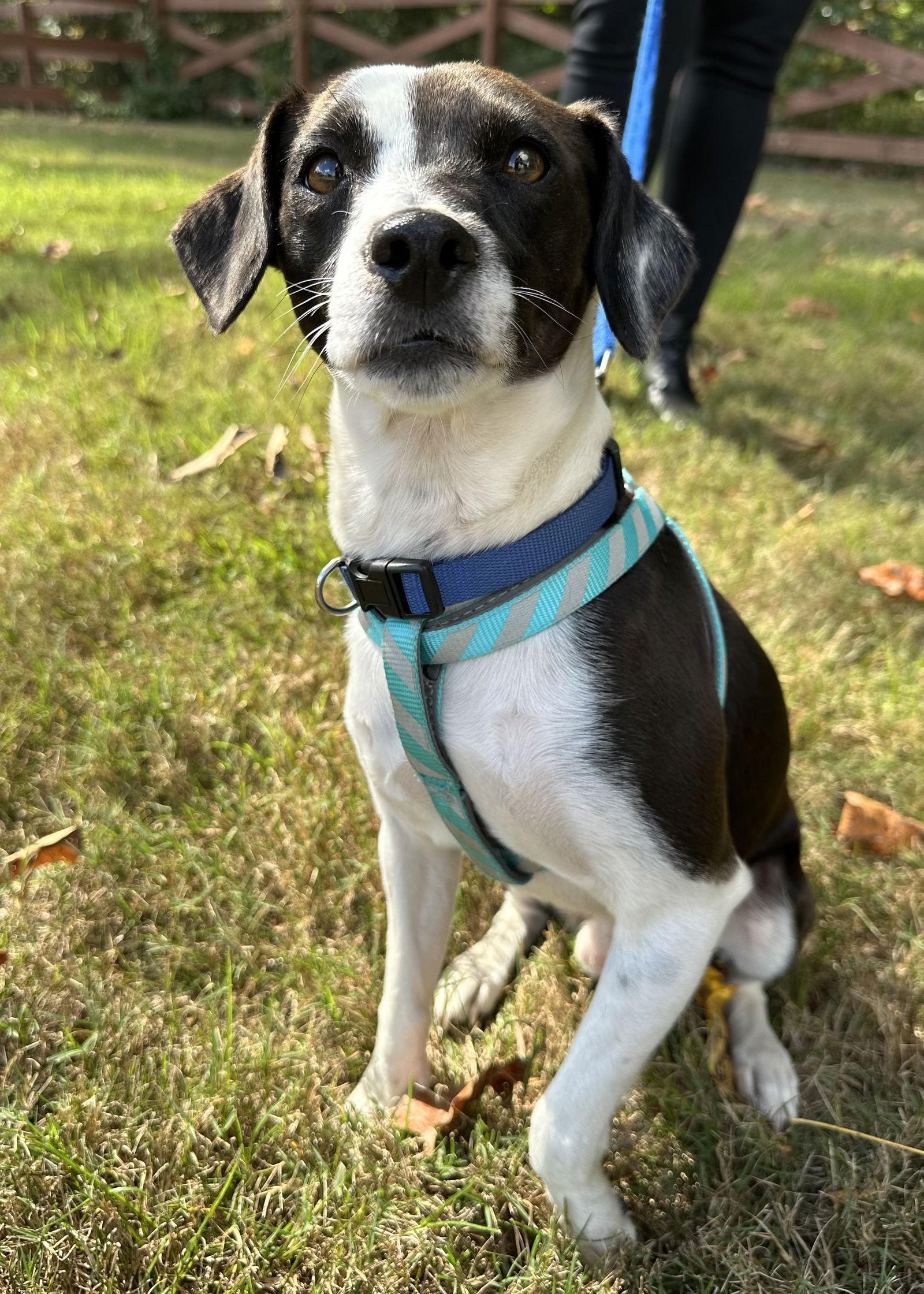 Mookie Blalock, a Adoptable Terrier in Greenville, SC image 1/3