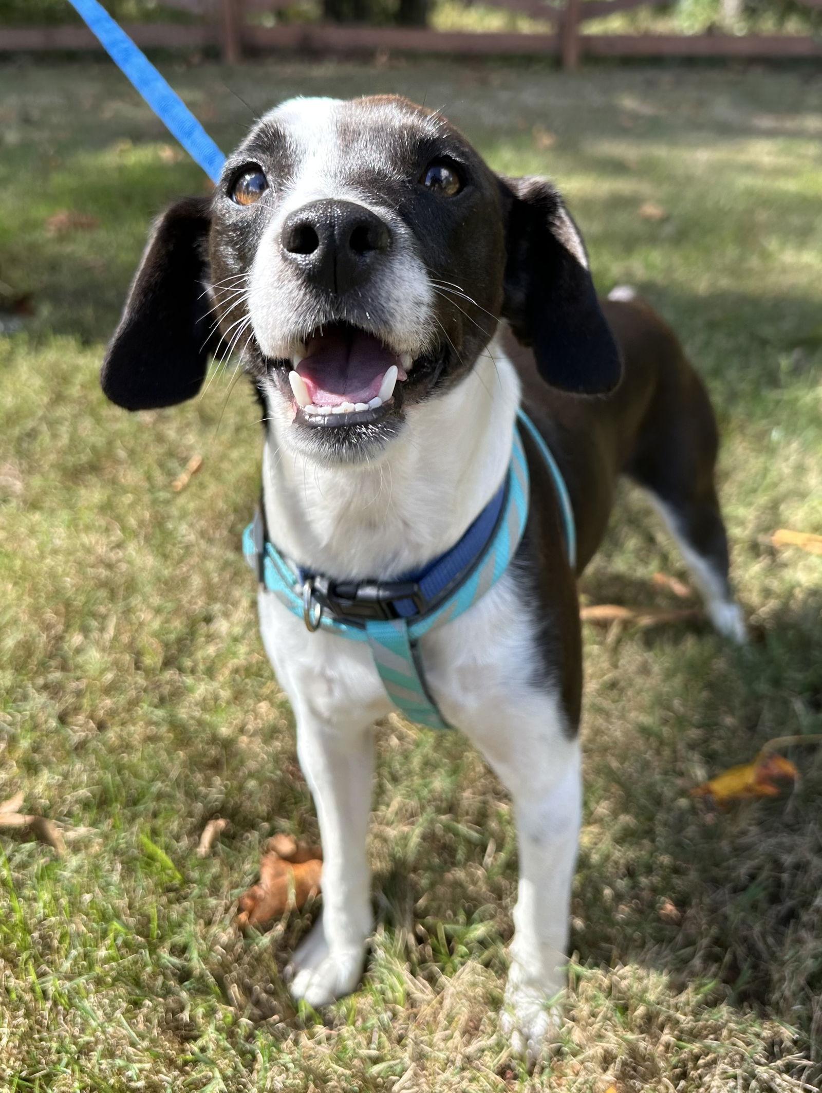 Mookie Blalock, Adoptable, Young Male Terrier.